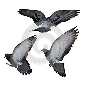 Isolated on white three dark gray flying doves