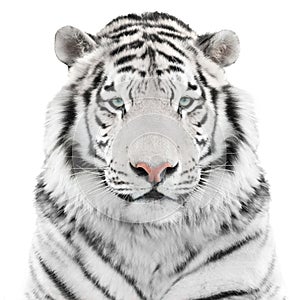 Isolated white tiger