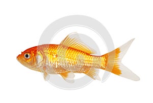 Isolated White Tip Gold Fish photo
