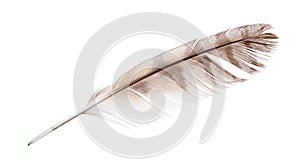 Isolated on white variegated falcon feather