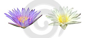 Waterlily or lotus flower
