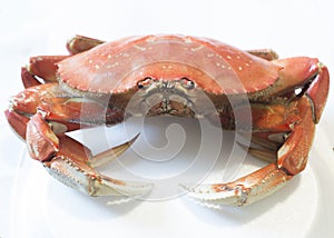 Isolated Whole Dungeness Crab