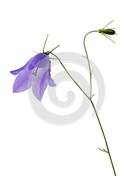 Isolated wild bellflower bud and bloom