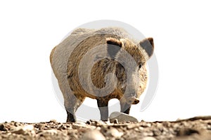 Isolated wild boar looking at the camera