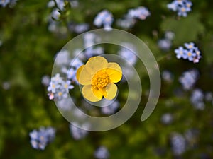 Isolated wild buttercup flower with yellow blossom. Focus on blooming flower head with Bokeh background.