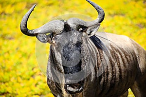 An isolated wildebeest in Tanzania