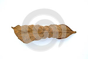 Isolated withered leaf