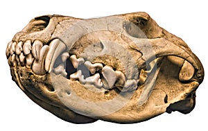 Isolated Wolf Cranium photo