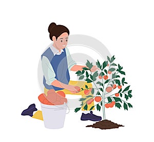 Isolated woman farmer cartoon character harvesting ripe tomato vegetable for ketchup production