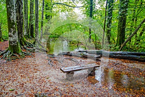 Isolated wooden bench in a forest in autumn, /beanch/ wood/ forest/ autumn