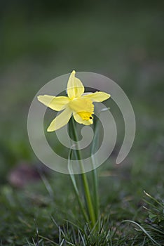 isolated yelllow daffodils in a public garden