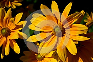 Isolated yellow African daisy flower. soft dark background