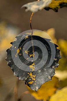 Isolated yellow Aspen leaf with poplar necrosis