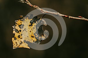 Isolated yellow Aspen leaf with poplar necrosis