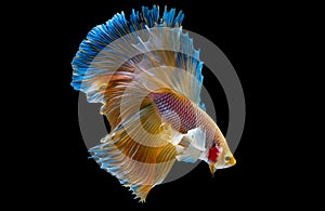 Isolated yellow blue Siamese fighting betta fish with swim to right side on dark background