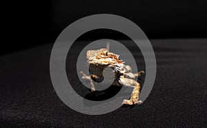 Isolated yellow colorful bearded dragon standing on dark background
