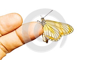 Isolated yellow coster butterfly Acraea issoria hanging on h