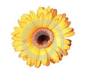 Isolated yellow daisy flower