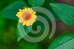Isolated Yellow Flower in Garden With Blurred Background and Free Space for Text - Sunny Autumn Day