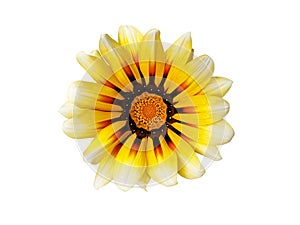 Isolated yellow flower Gazania rigens