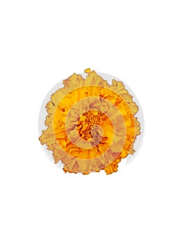 An isolated yellow flower on a white background