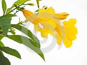 Isolated yellow flowers and green leaves on white background