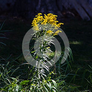 Isolated yellow flowers on a green plant