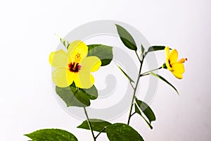 Isolated yellow hibiscus flower detail