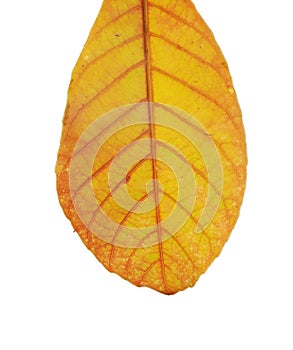 Isolated yellow leaf