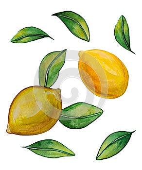 Isolated yellow lemons with leaves on white background.