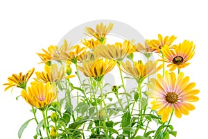 Isolated yellow Osteospermum flower blossoms