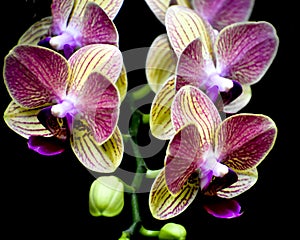 Isolated Yellow and Purple Orchid Flowers, Black Background