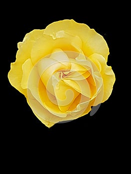 Isolated yellow rose