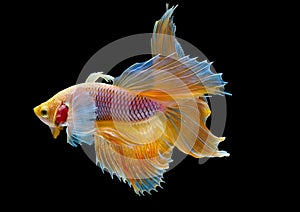 Isolated yellow Siamese fighting betta fish with different action of swim on dark background