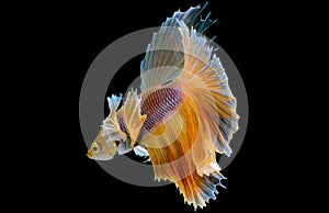 Isolated yellow Siamese fighting betta fish with different action of swim on dark background