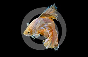 Isolated yellow Siamese fighting betta fish with different action of swim on dark background