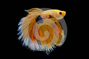 Isolated yellow Siamese fighting betta fish with different action of swim on dark background