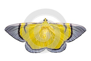 Isolated yellow signata moth