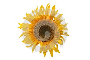 Isolated yellow sunflower blossom on white background
