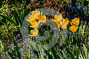 Yellow tulips and colorful flowers in a landscaped garden isolated against the light