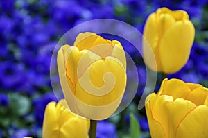 Isolated yellow tulips on blurred bed of blue pansies flowers, c