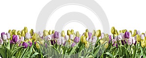 Isolated yellow, white and pink Tulip white background space greeting textspace may flowers spring Happy Eastern