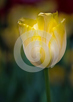Isolated yellow and white tulip