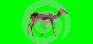 Isolated young antelope
