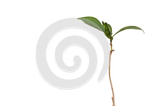 Isolated young coffee plant with long stem and bright green leaves with copyspace