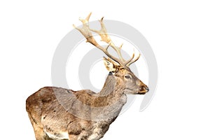 Isolated young fallow deer male