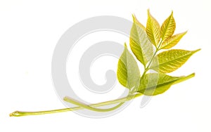 Isolated young green leaf of ash