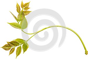 Isolated young green leaf of ash