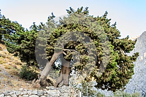 Isolated Young Olive Tree on a Rocky Ground of a Tall Mountain in Crete Island, Greece.