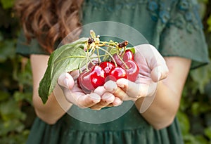 Isolated young woman holding some cherries in her hands. Big red cherries with leaves and stalks. One person on the background.